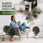 Artificial Boxwood Topiary Ball Tree Set. - Image 4