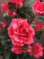 Red Roses with Leaves Artificial Tree Silk Plant. - Image 3